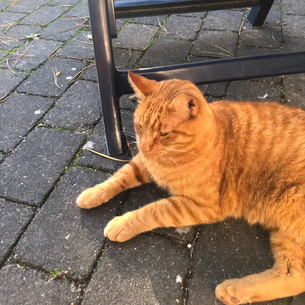 My cat – billede 1